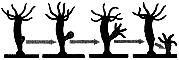 Кракен зайти